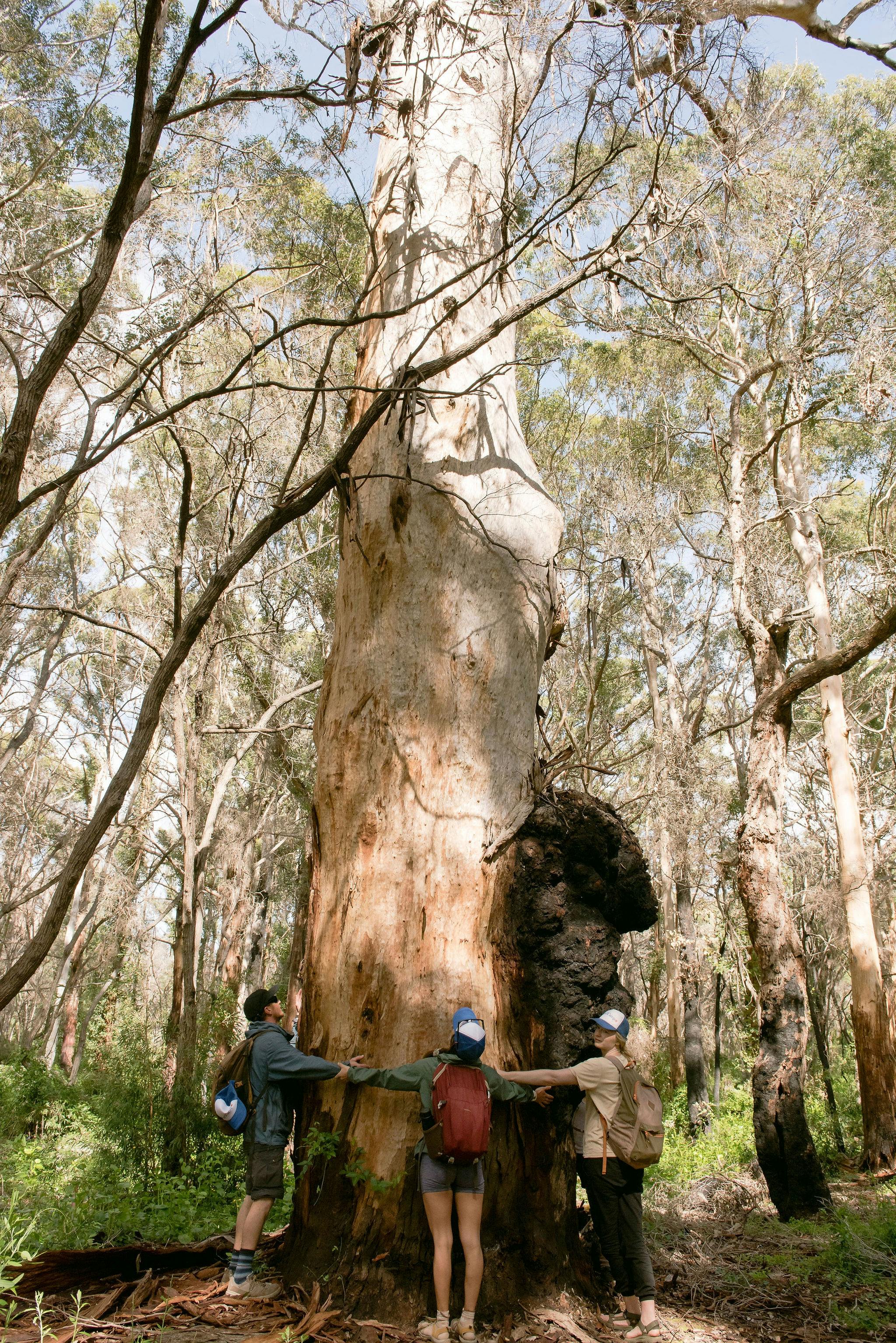 In Boranup Forest, you can have the opportunity to witness the grandeur of the karri trees.
