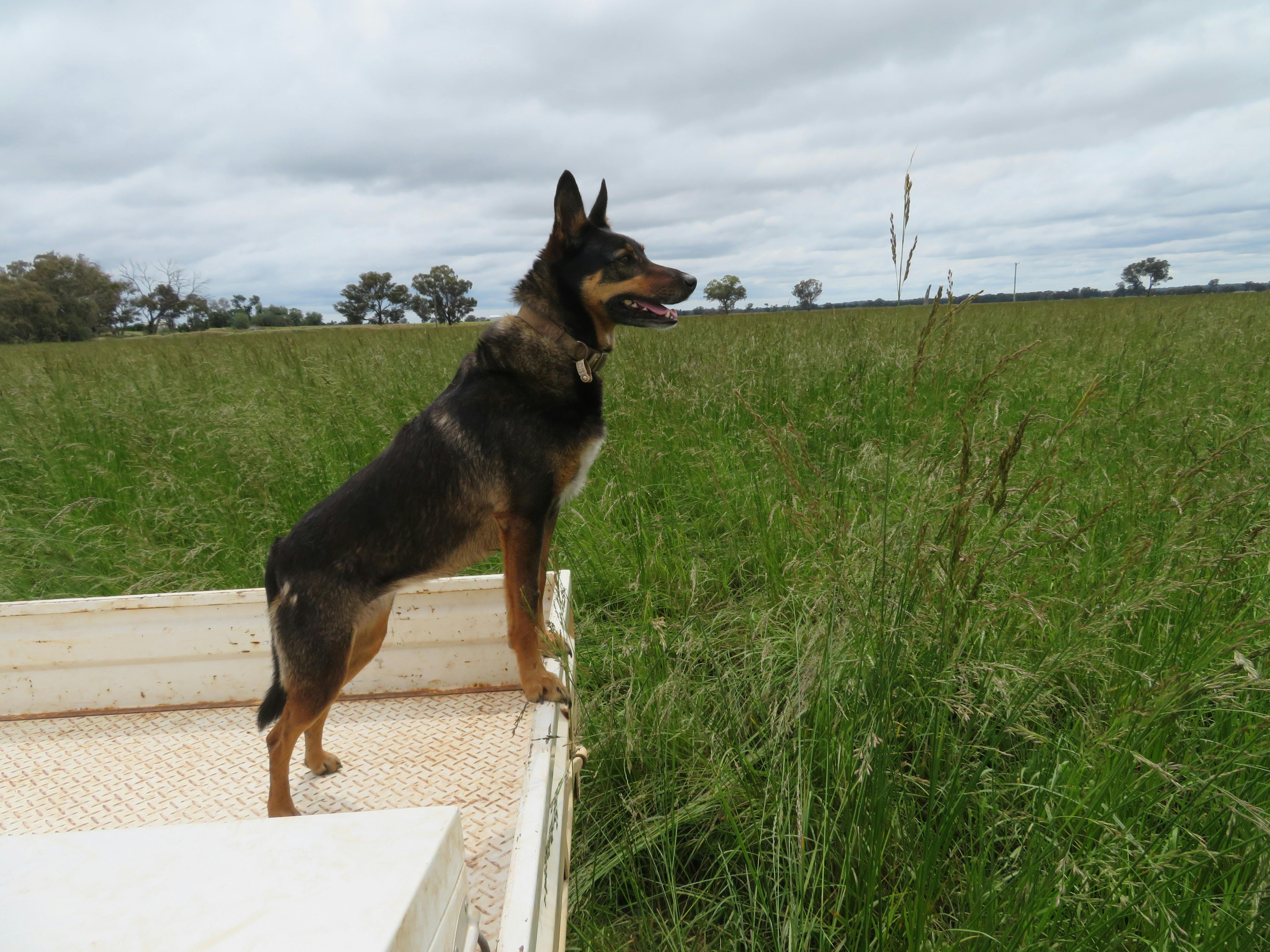 Belle, one of our sheepdogs