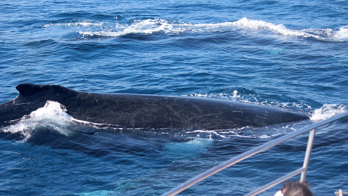 Lux Whale watching