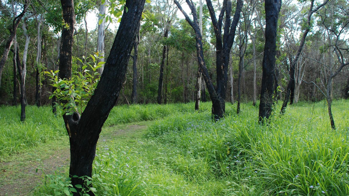 photo of part of the wlaking trail at Fay Smith Wetlands