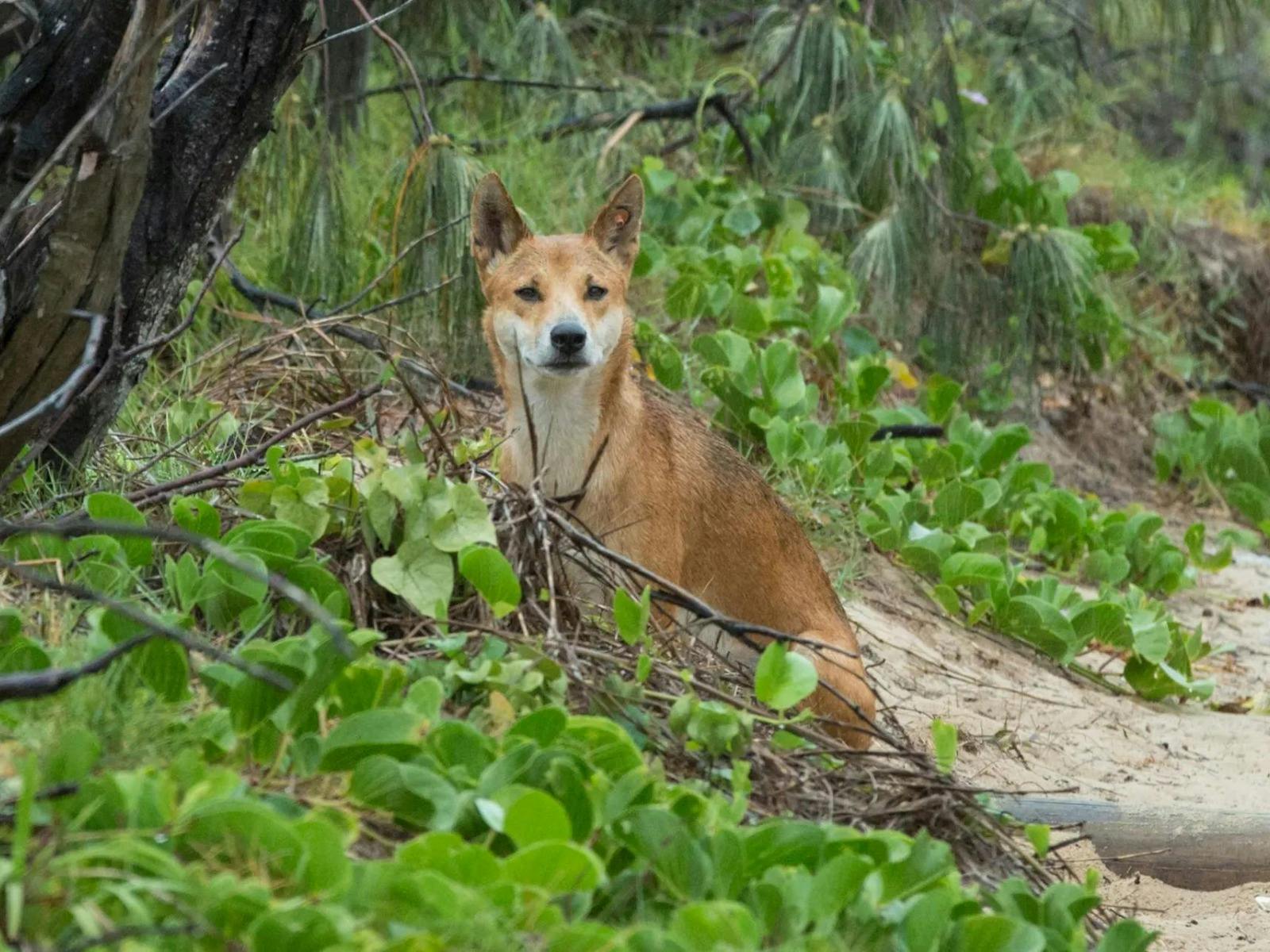 Brisbane to Cairns Adventure