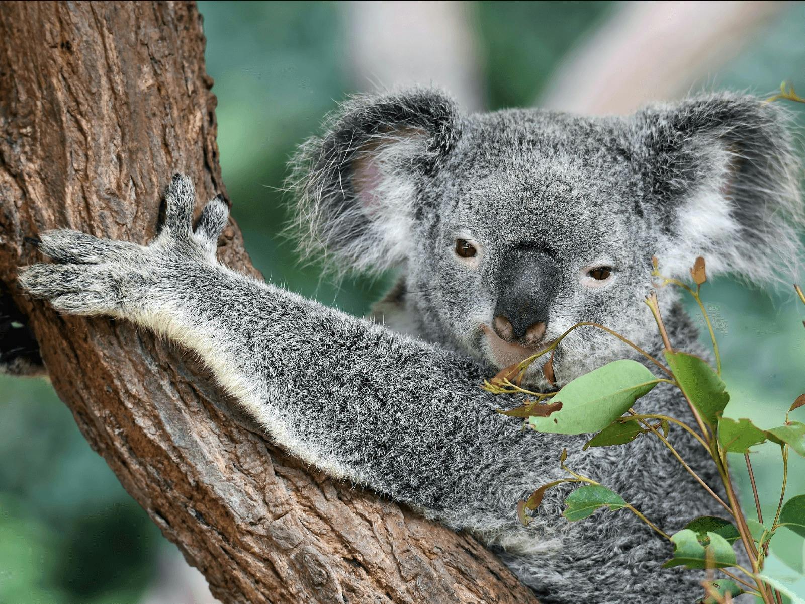 CGT Wildlife Tour - Koala