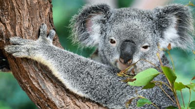 CGT Wildlife Tour - Koala