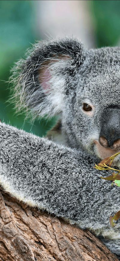 CGT Wildlife Tour - Koala