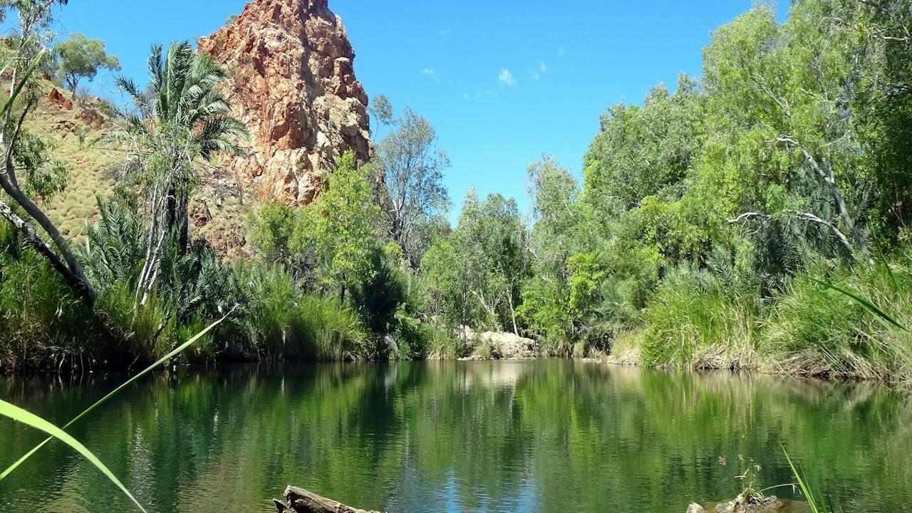 Palm Springs on the Duncan Road near Halls Creek, Western Australia
