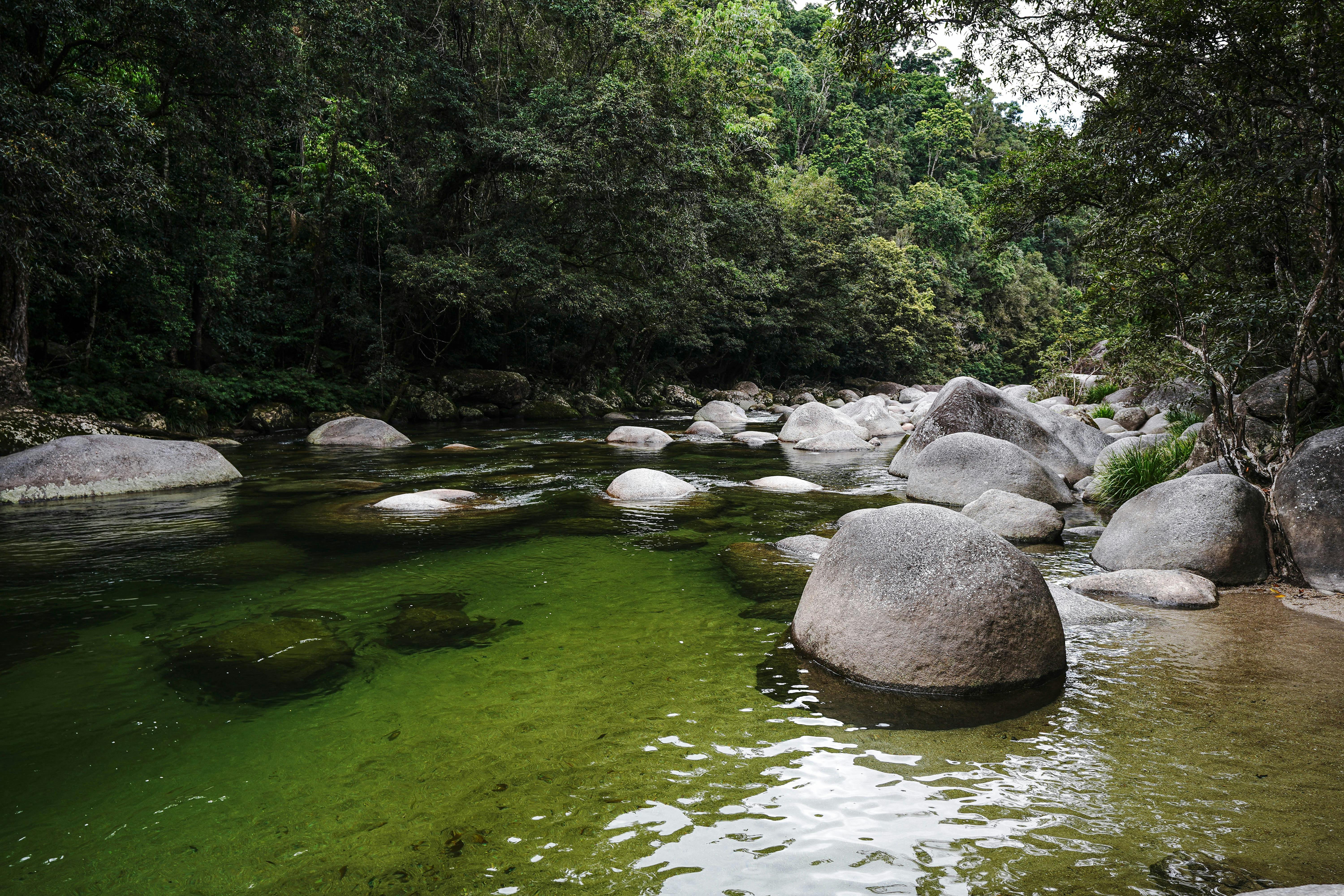 Mossman Gorge Daintree Discovery Tours