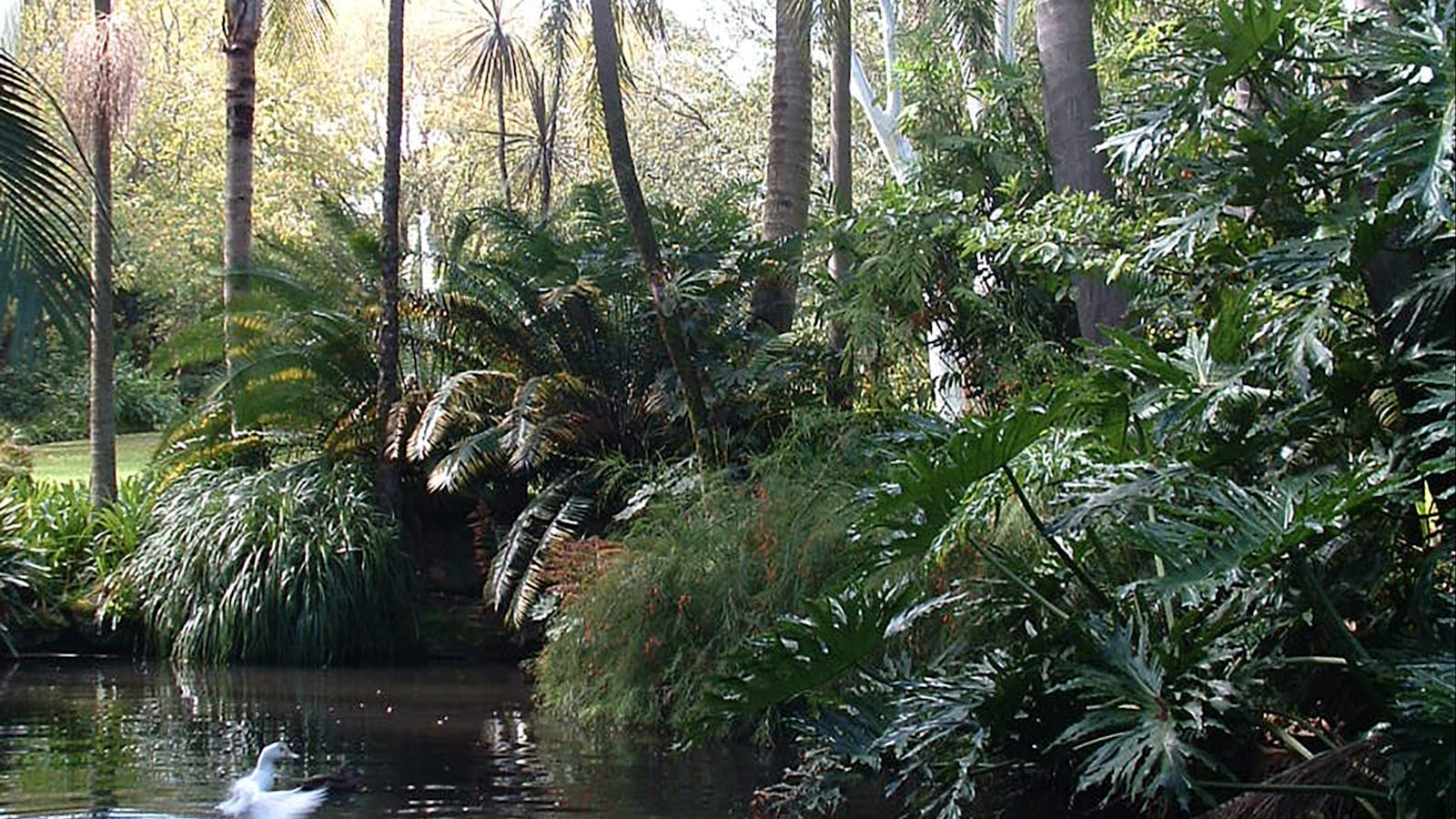 EG Waterhouse National Camellia Gardens