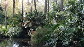 Duck pond at the Camellia Gardens