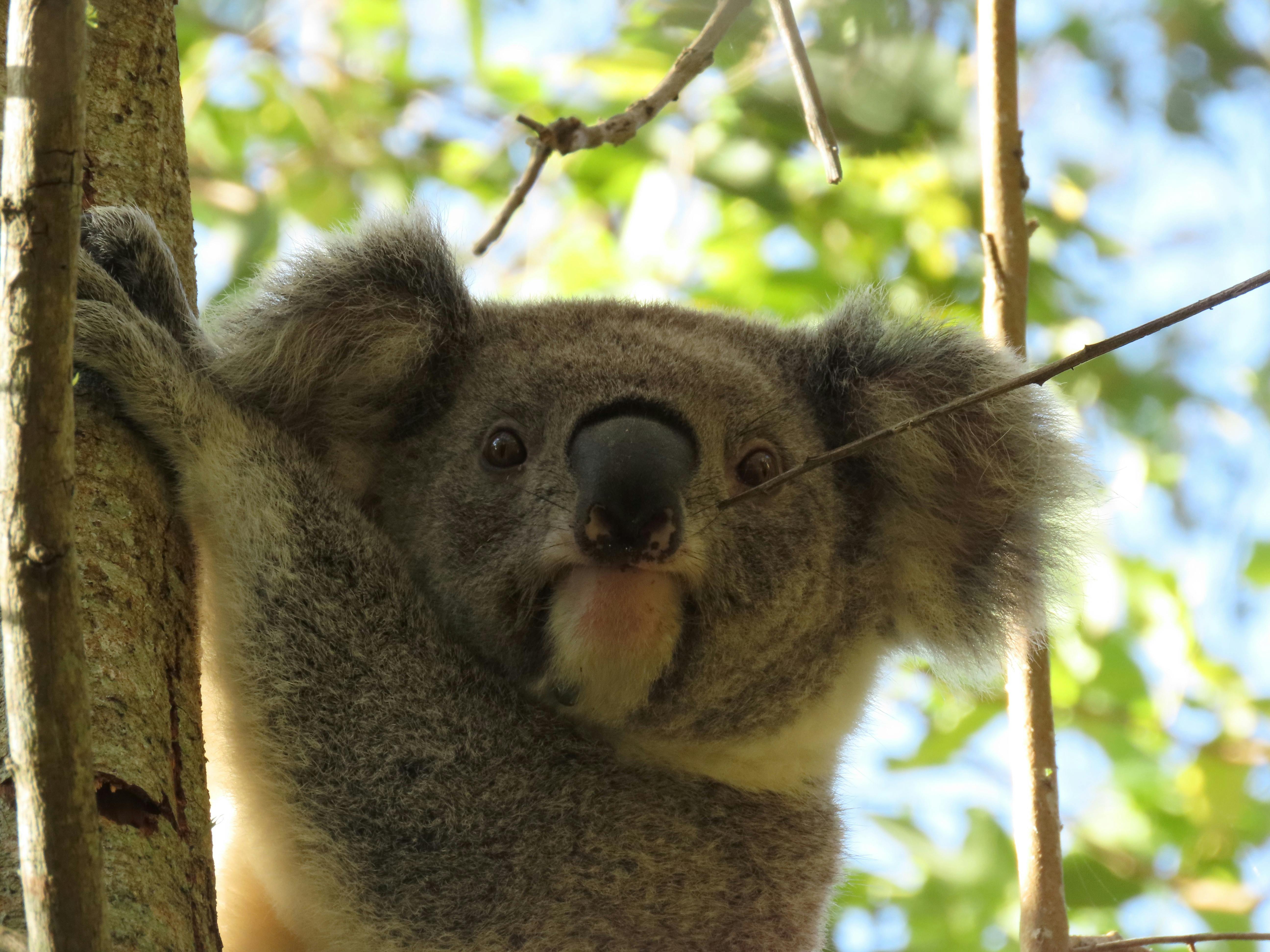 A young female koala looking at the camera holding onto a tree