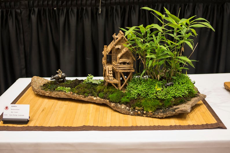 Image of the event 'The Hastings Bonsai Group'