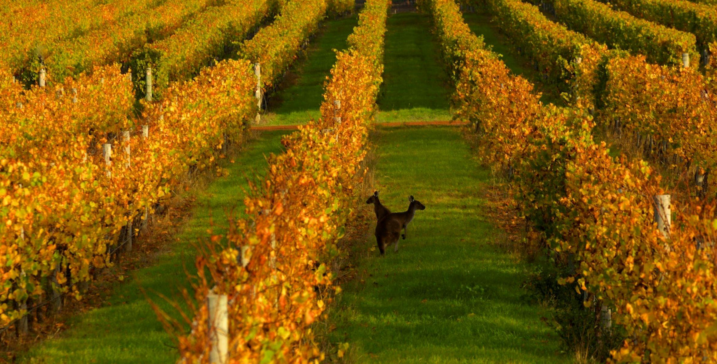 Vineyards