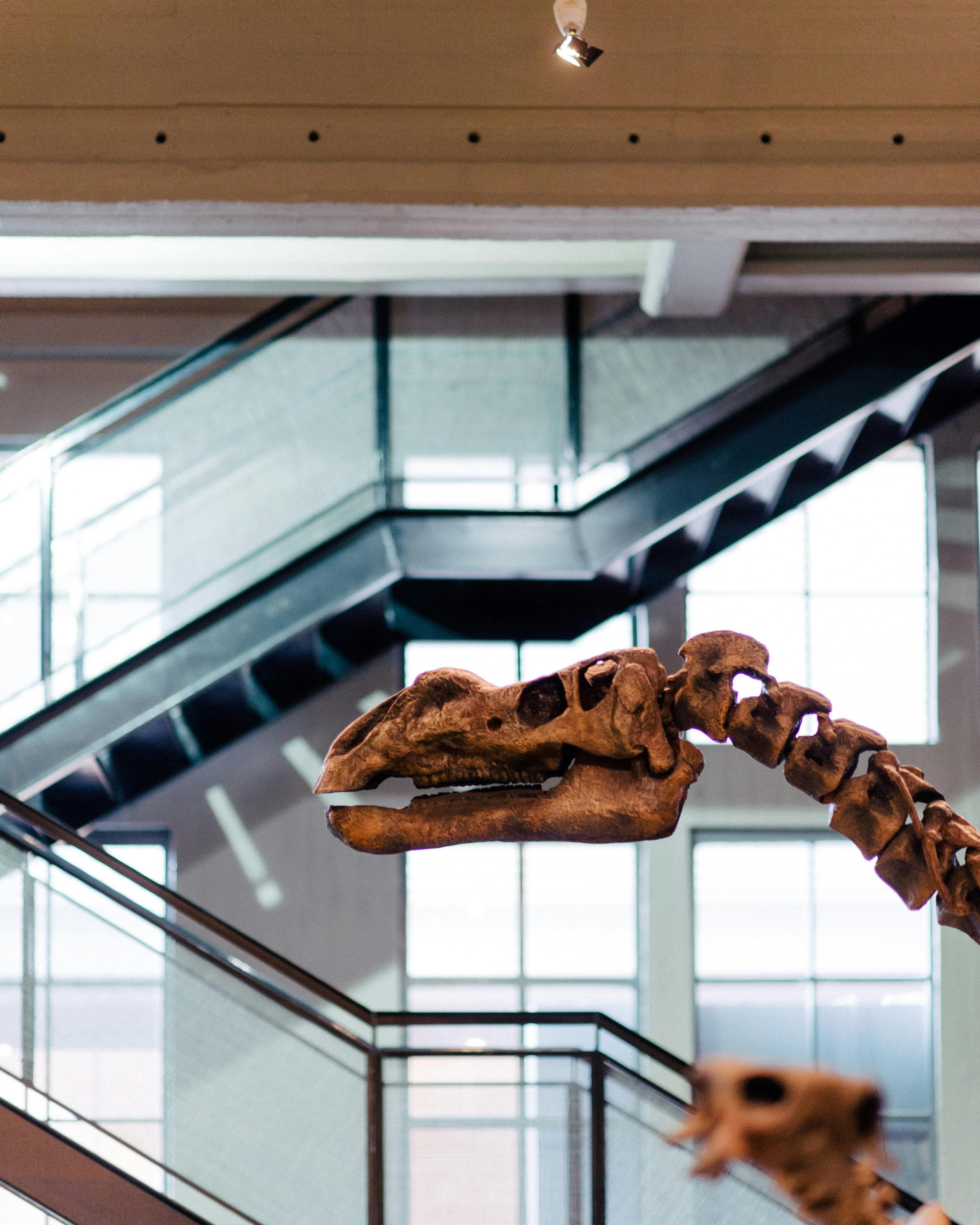 Dinosaur skeleton on display