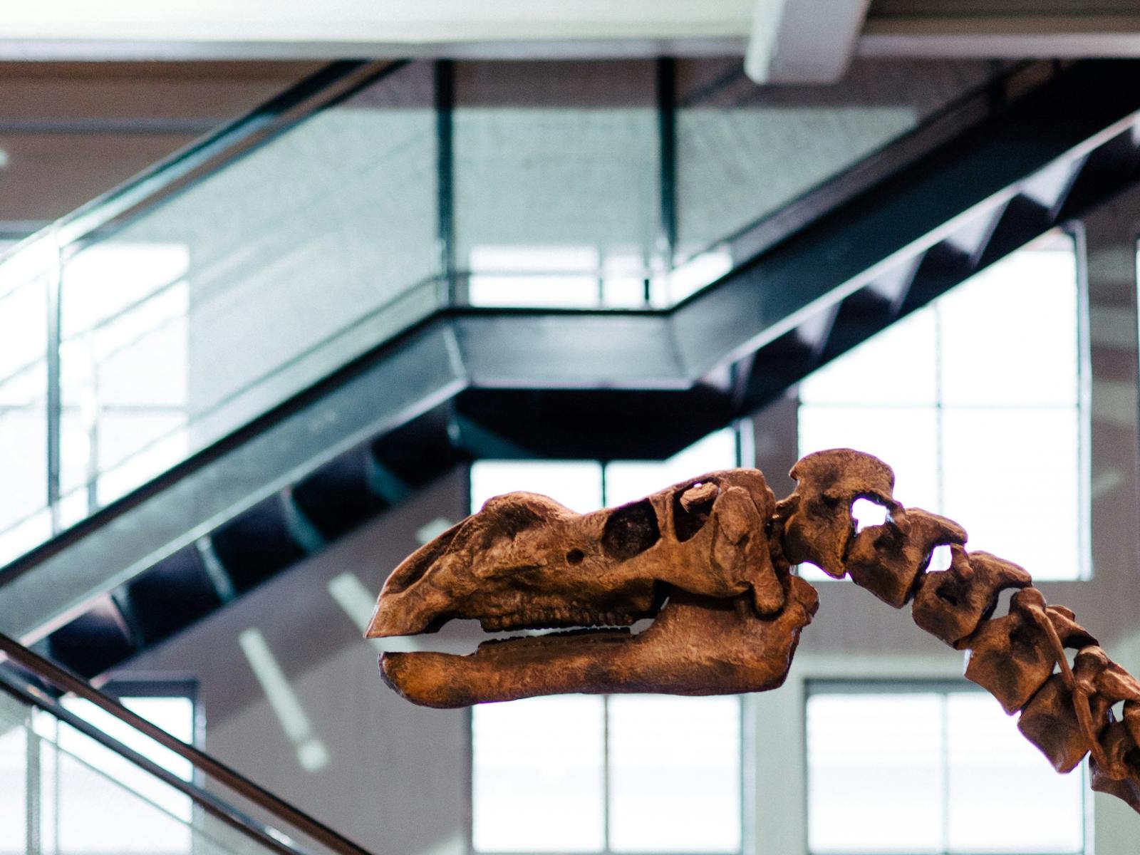 Dinosaur skeleton on display