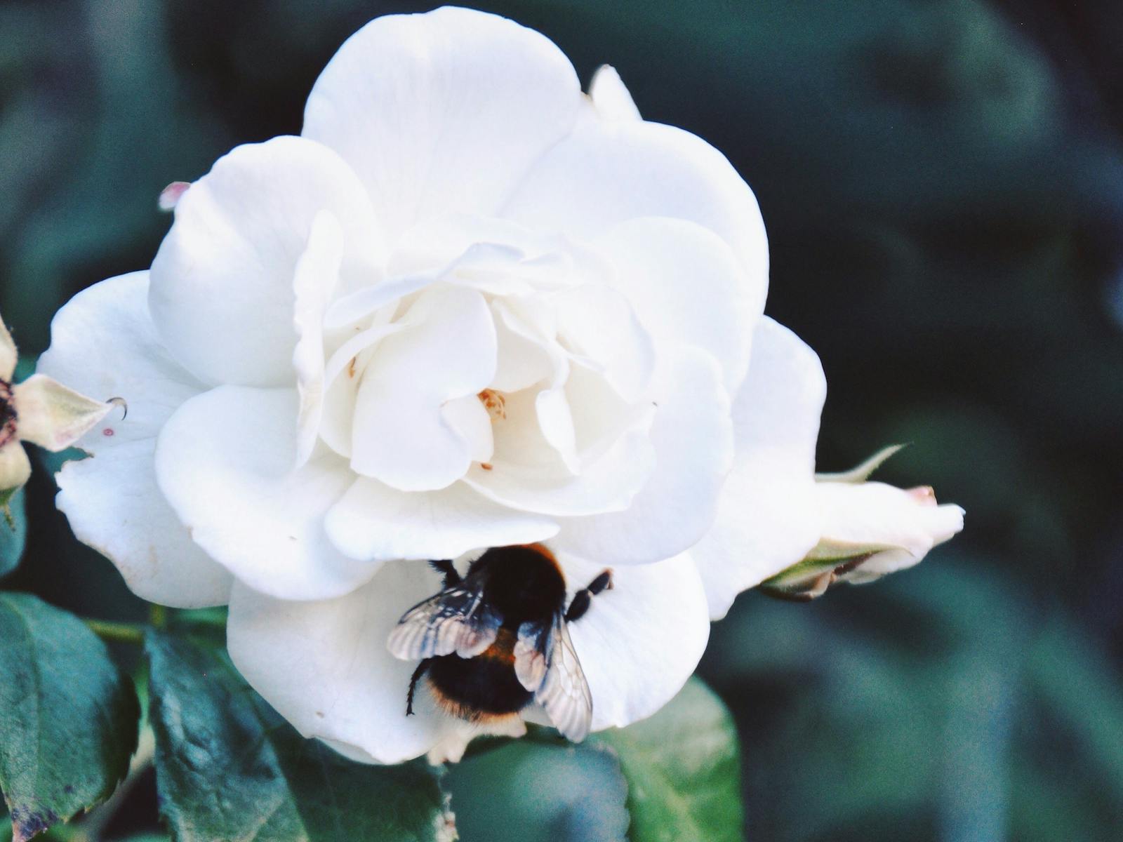 A bumblebee working on a beautiful winter rose in the gardens.