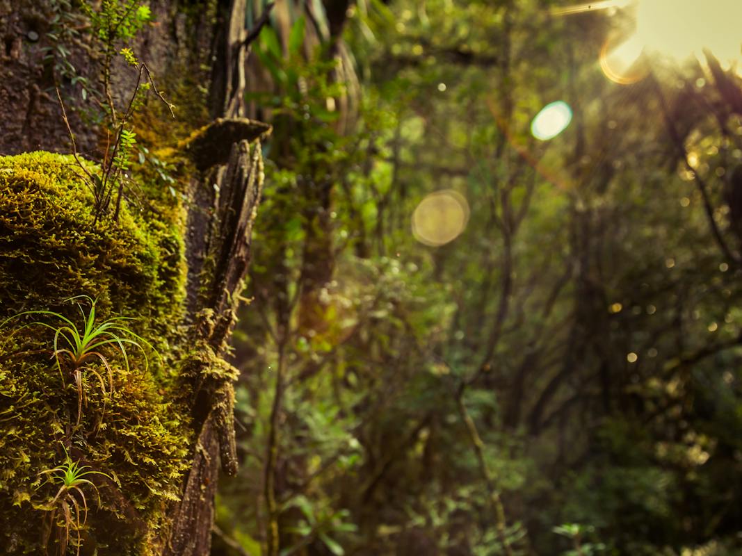 Rainforest Walk