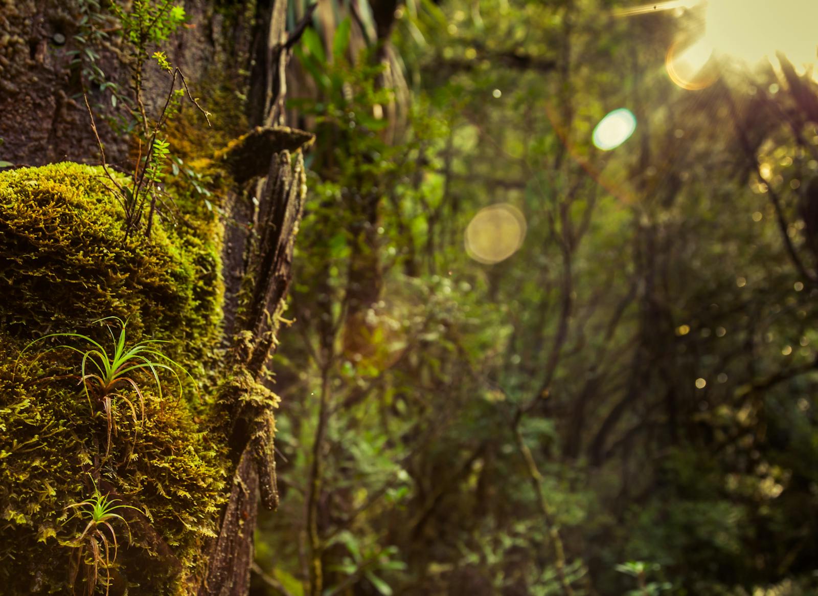 Rainforest Walk