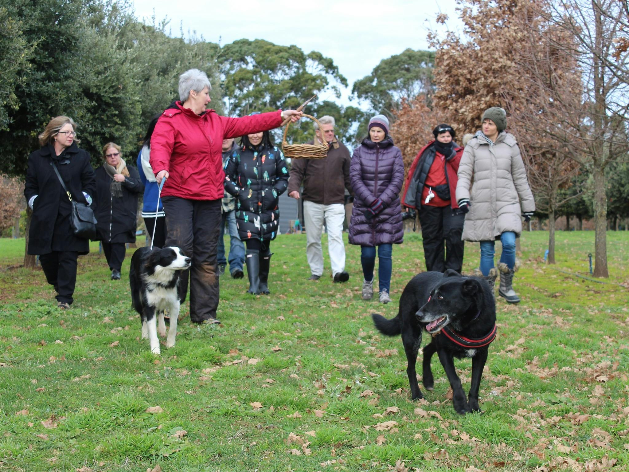 Truffle Hunts