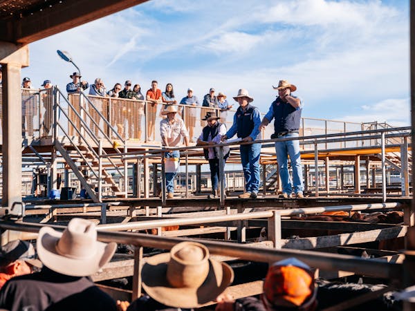 A group of people stand above a cattle sale in a saleyards A group of people stand above a cattle sale in a saleyards