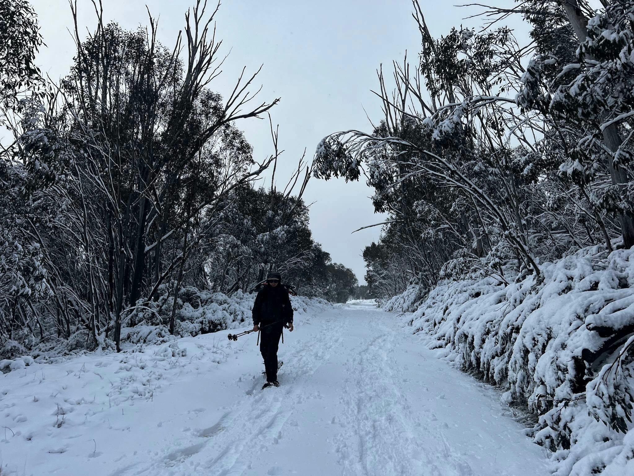 Ein Wanderer auf Schneeschuhen kommt auf einem sanften, von Bäumen gesäumten Weg auf Sie zu.