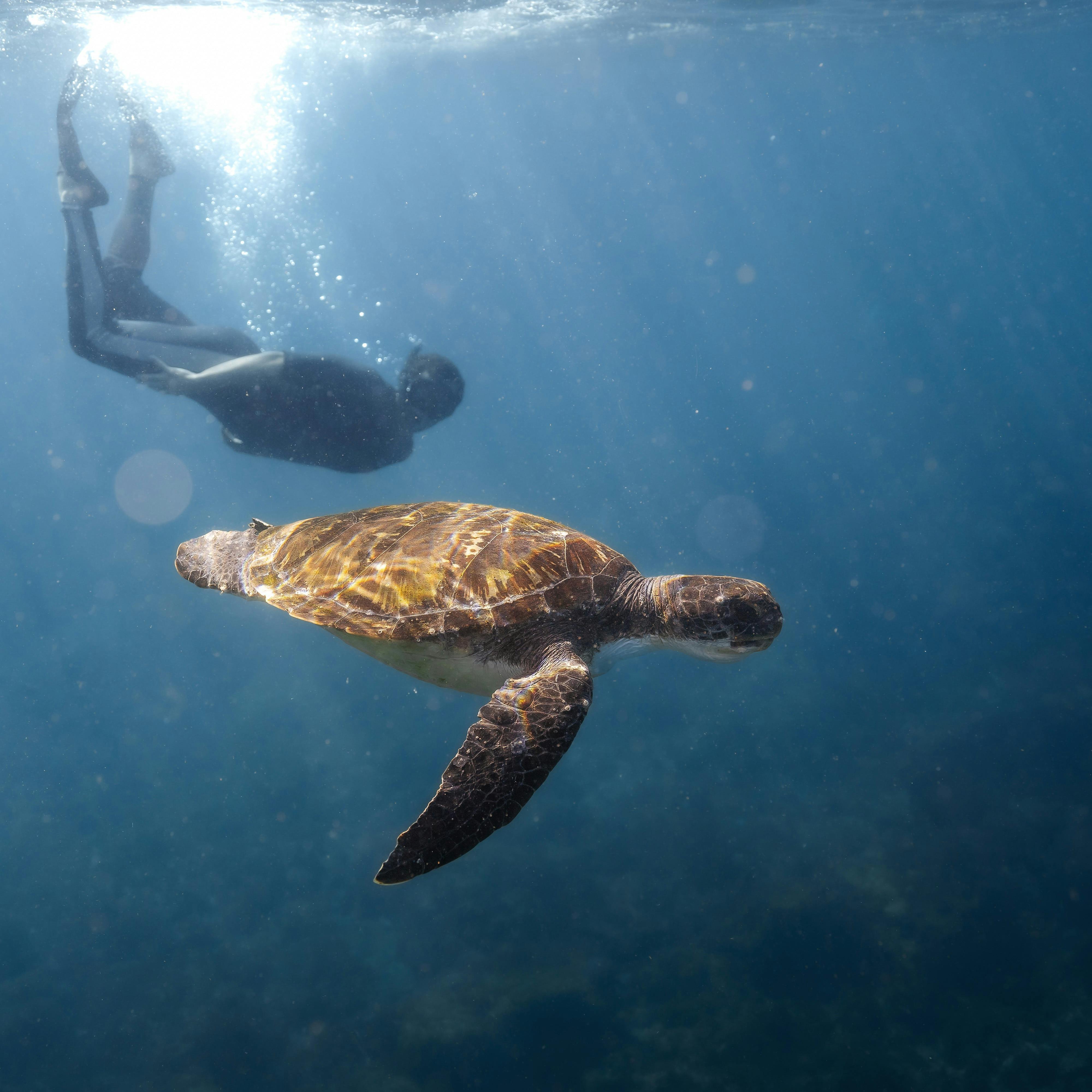 Male freediver swimming along side a green see turtle in Byron Bay
