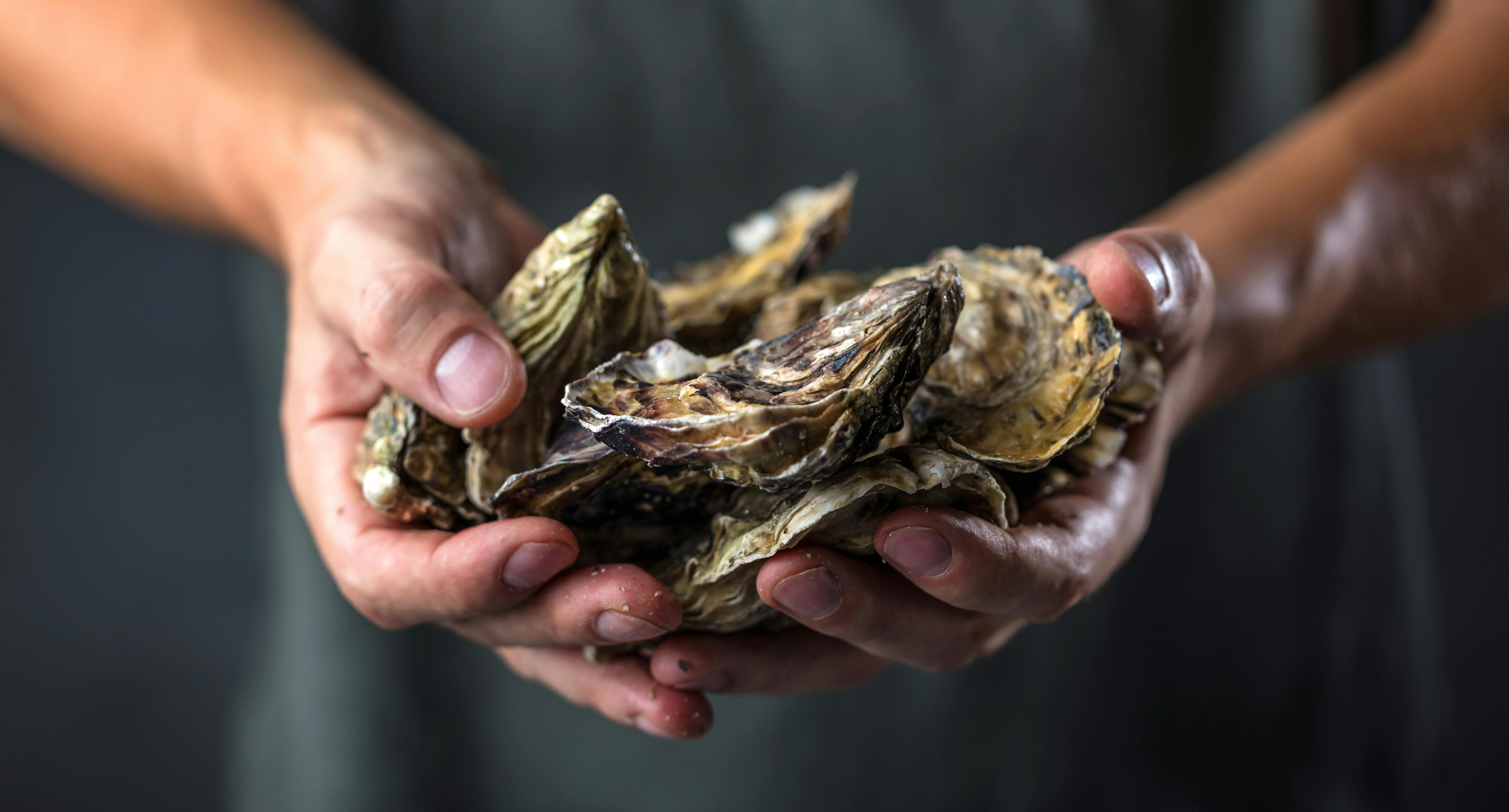 Clare Gourmet at Knappstein -  Riesling and Oyster