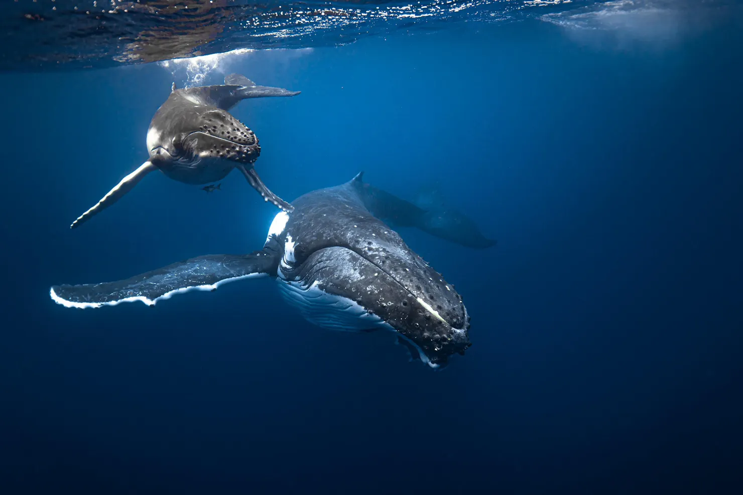 Humpback whales in Tonga