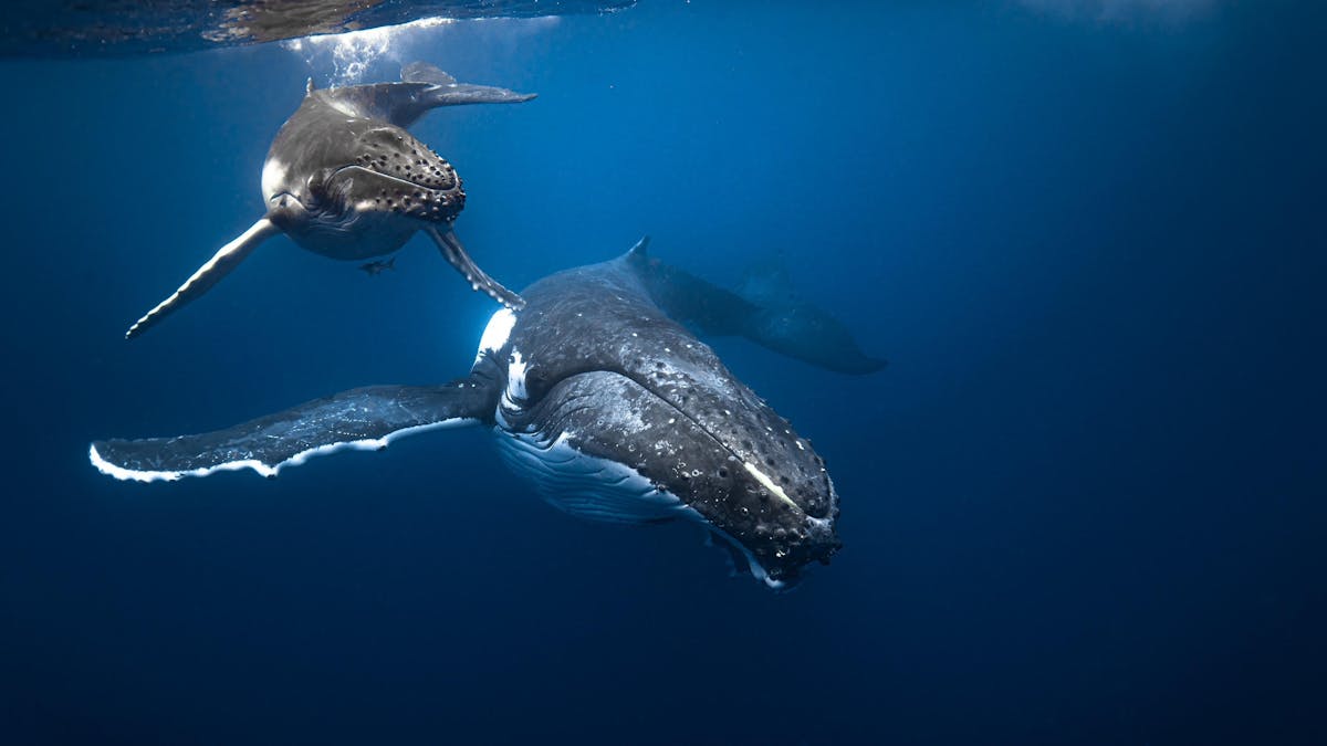 Humpback whales in Tonga