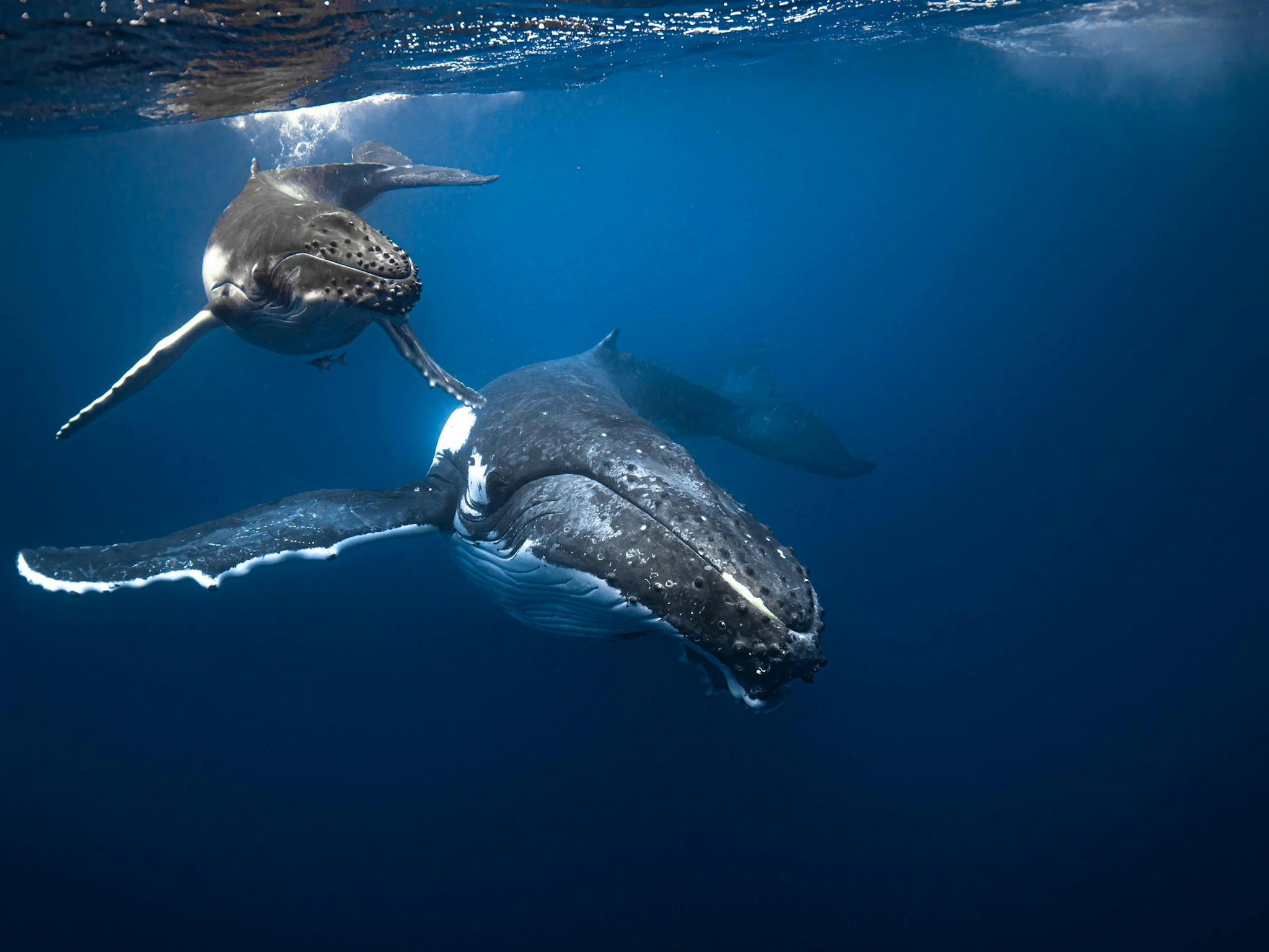 Humpback whales in Tonga Humpback whales in Tonga