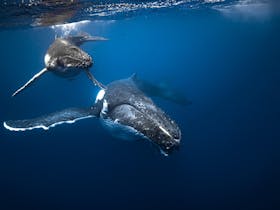 Humpback whales in Tonga