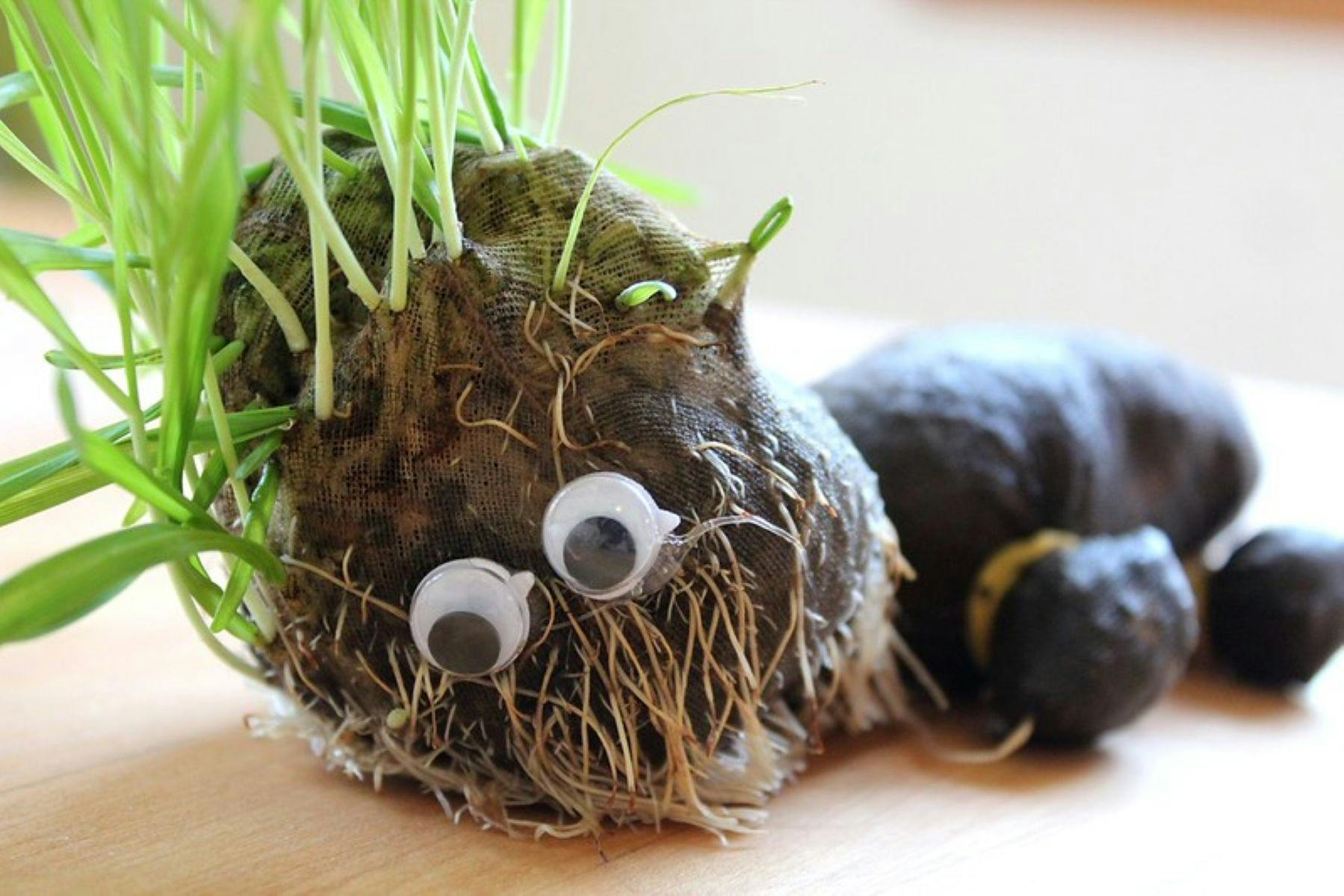 Image of Chia Seed Pet