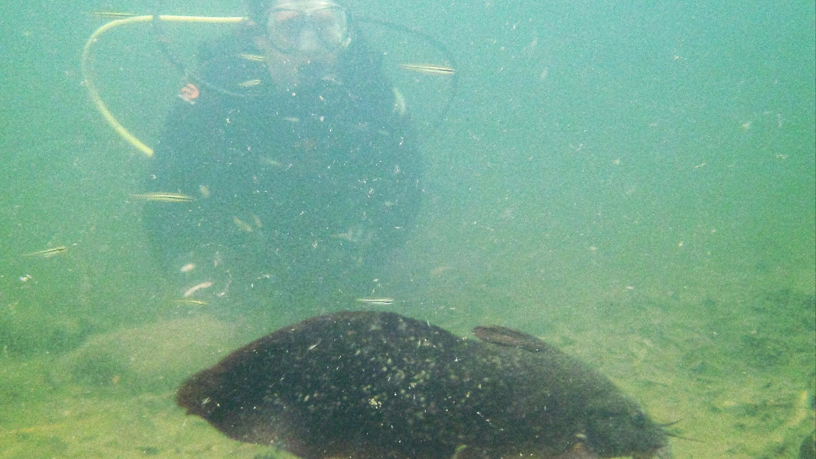 Eeltail catfish