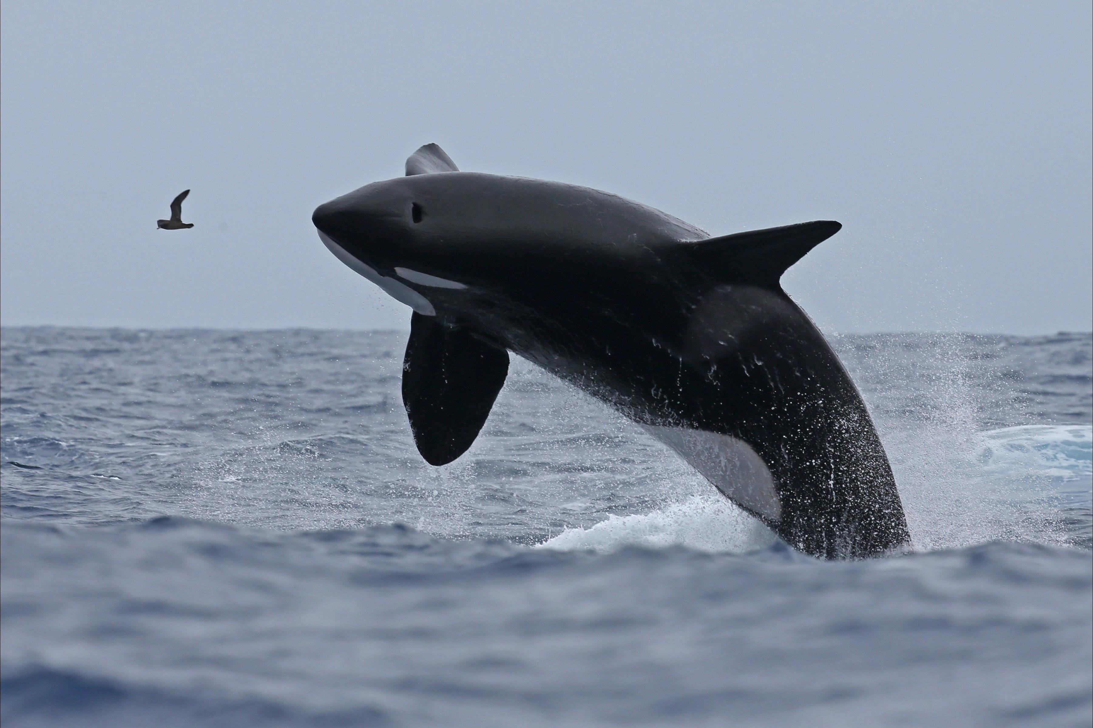 Bremer Canyon Killer Whale (Orca) Expeditions