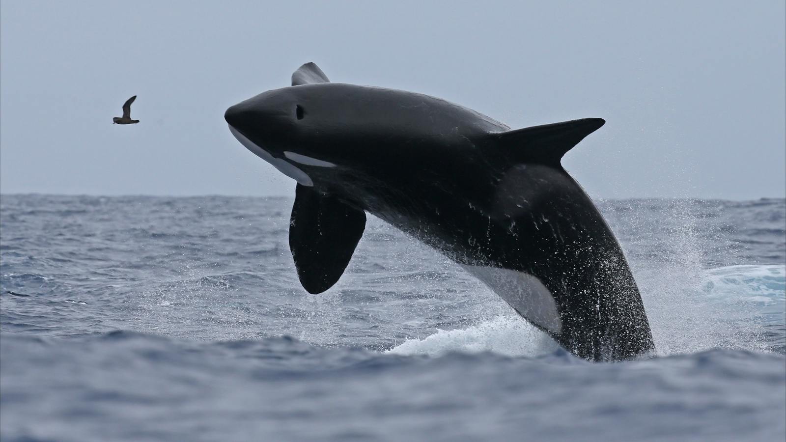 Breaching Killer Whale, Bremer Bay