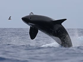 Breaching Killer Whale, Bremer Bay