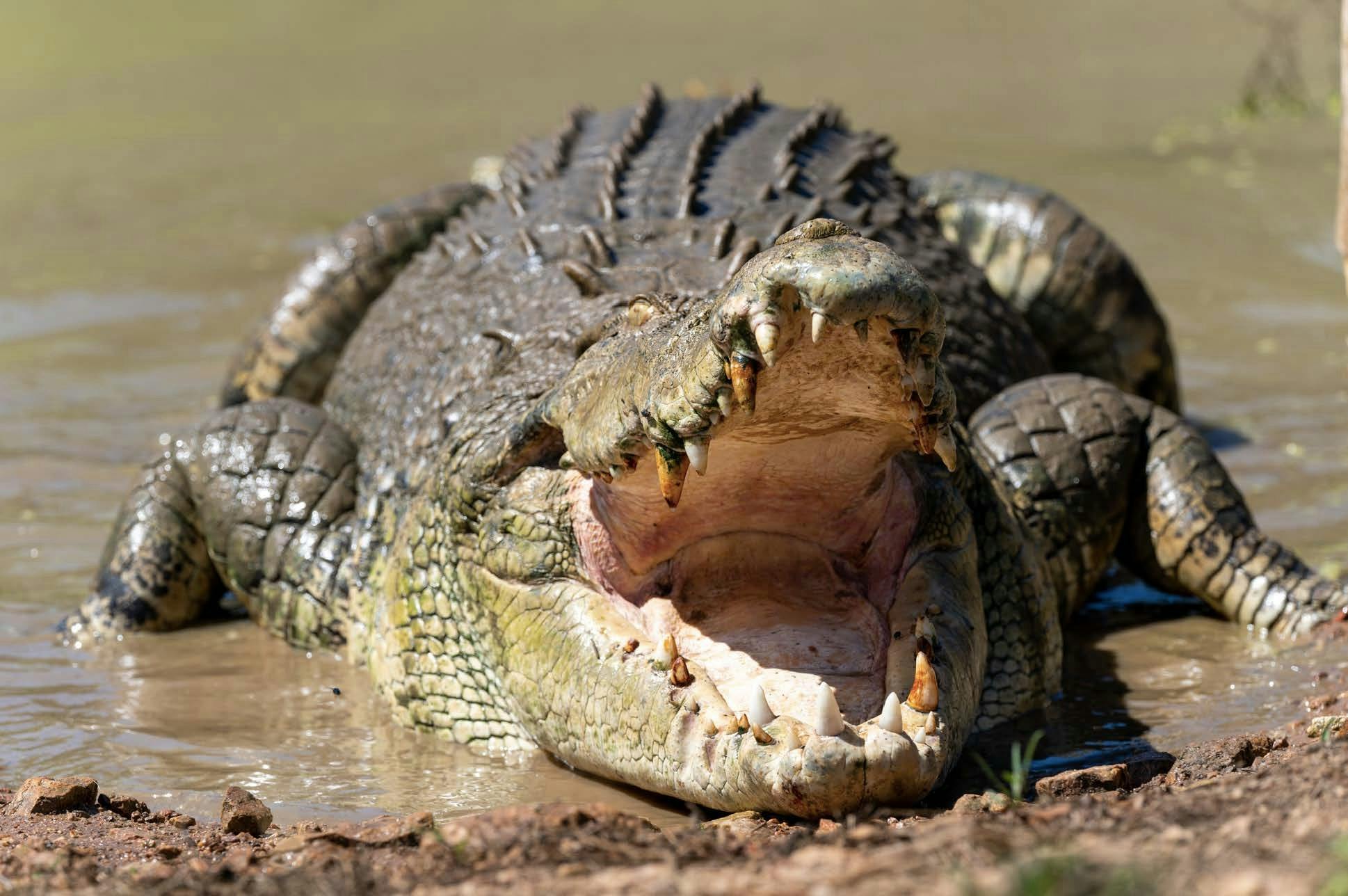 Rescue Crocodile Encounters