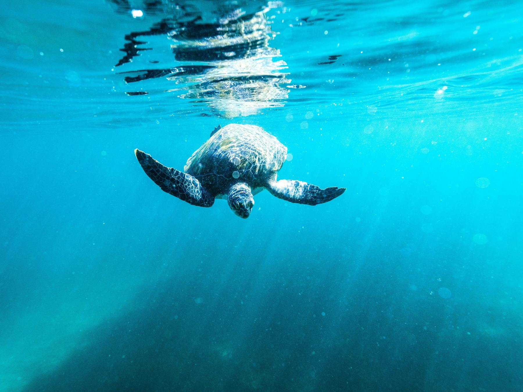 Local Turtle of Shelly Beach on Ecotreasures Manly snorkel tour