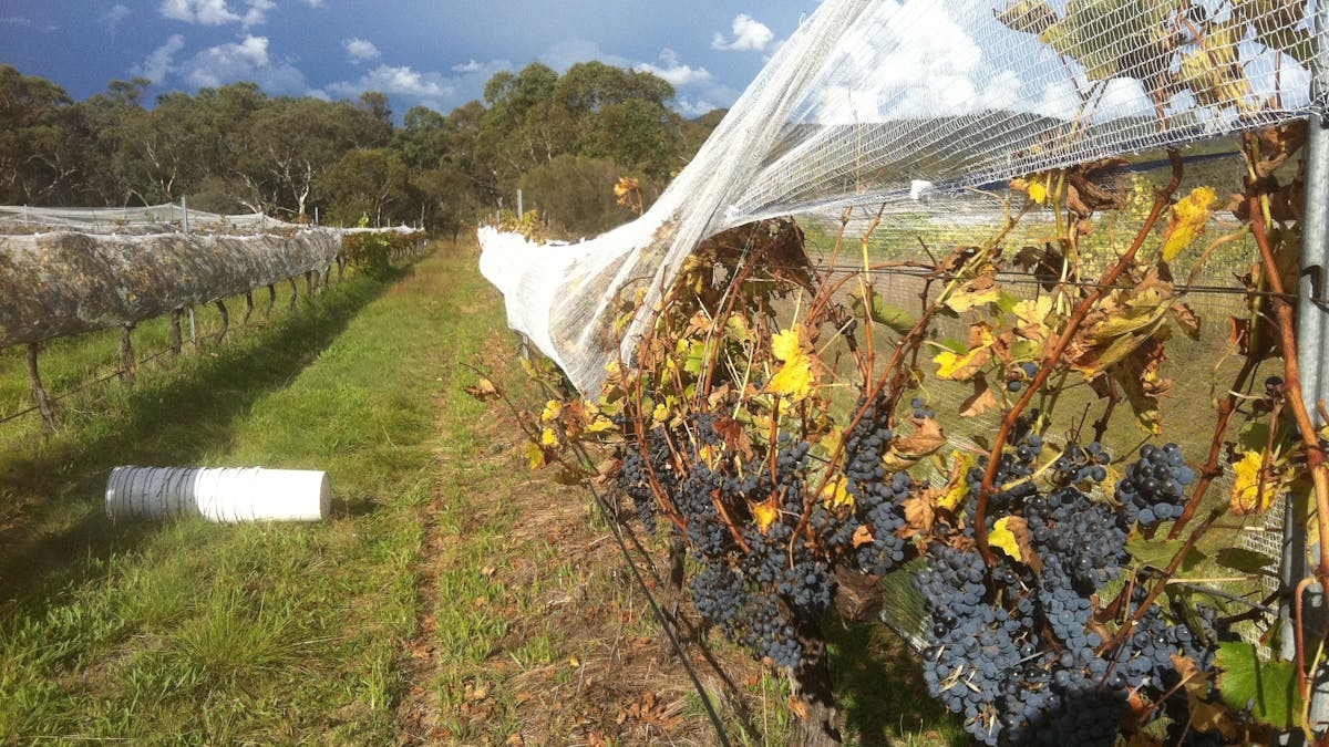 Wine grape harvest Kominos Wines