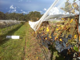 Kominos Wines