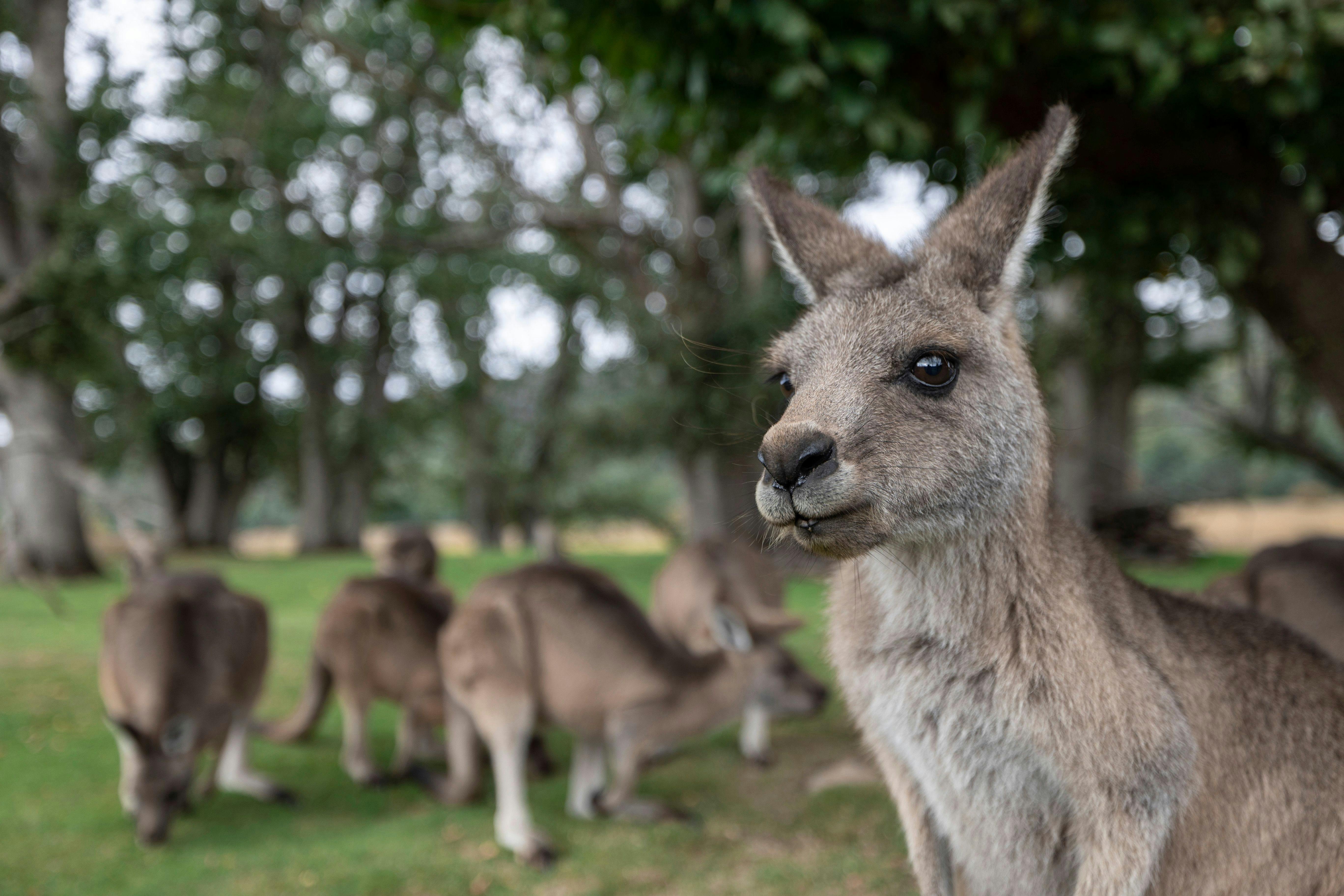 Kangaroos gathered on a grassy area