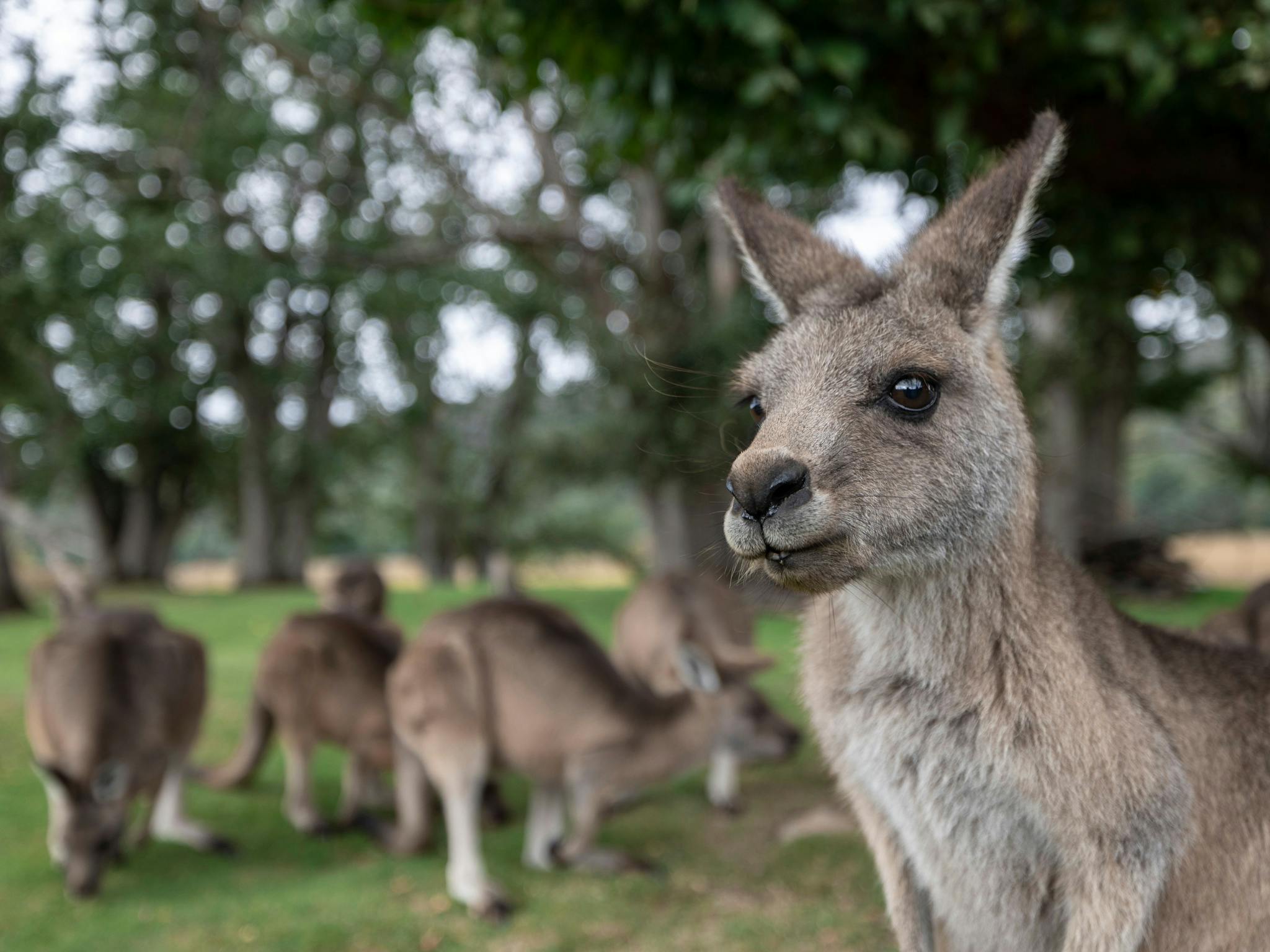 Kangaroos gathered on a grassy area