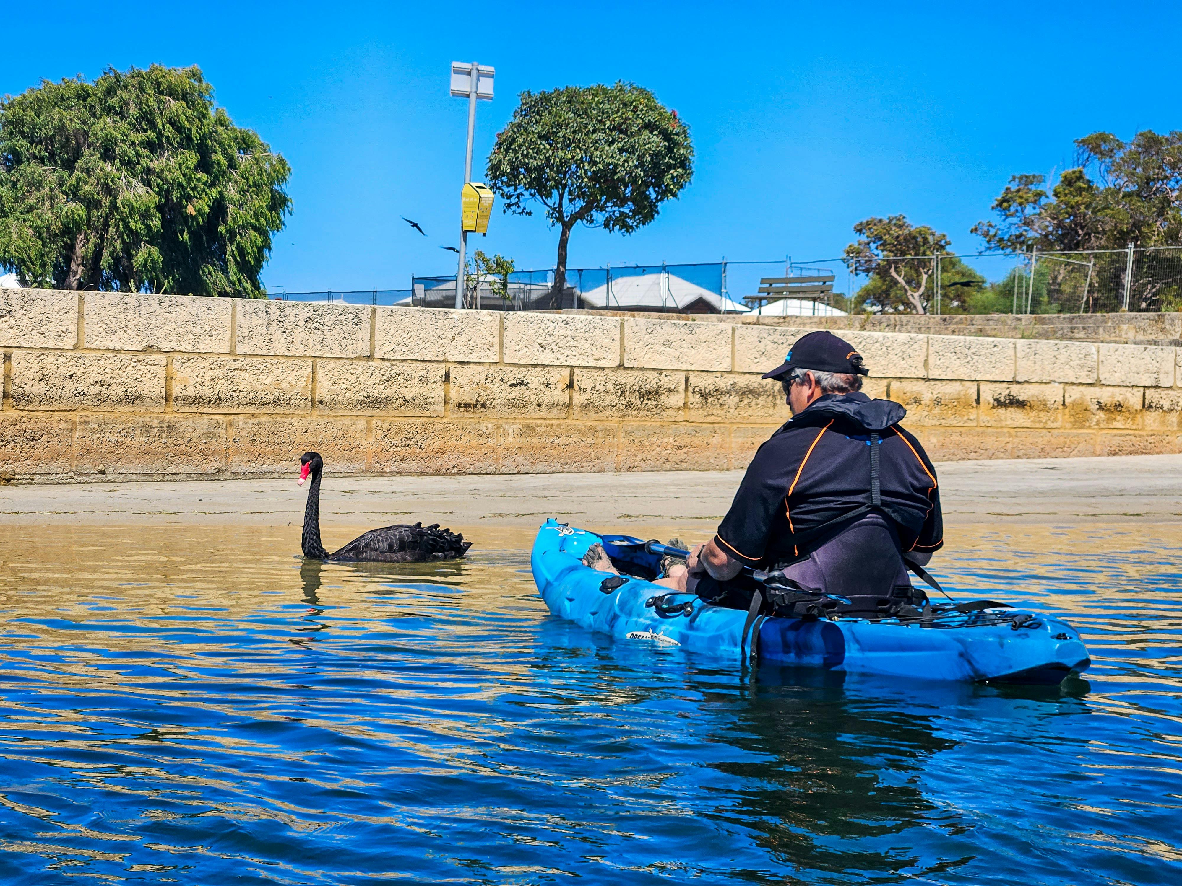 Kayaking with Wildlife