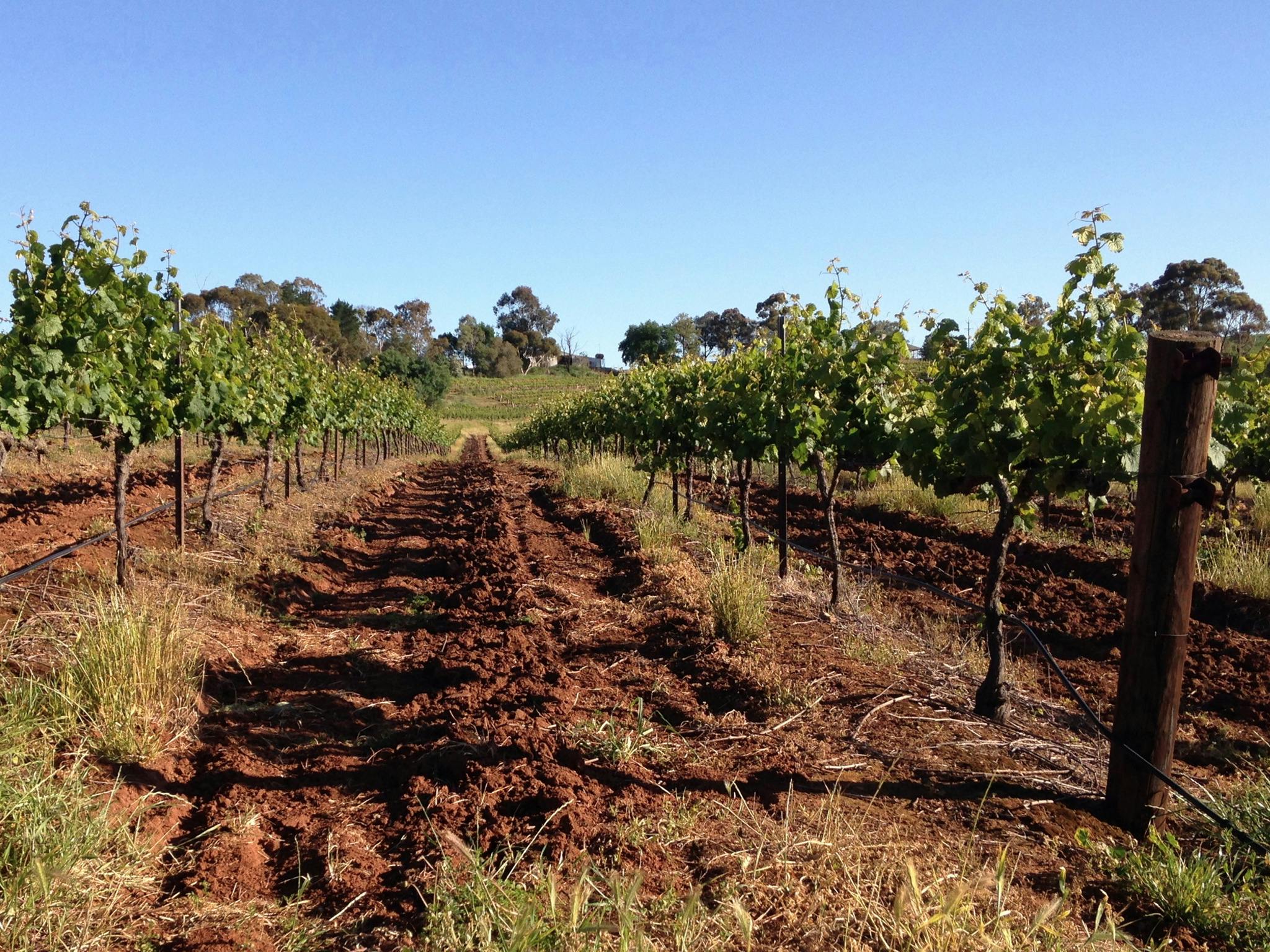 Vines growing toward the sun