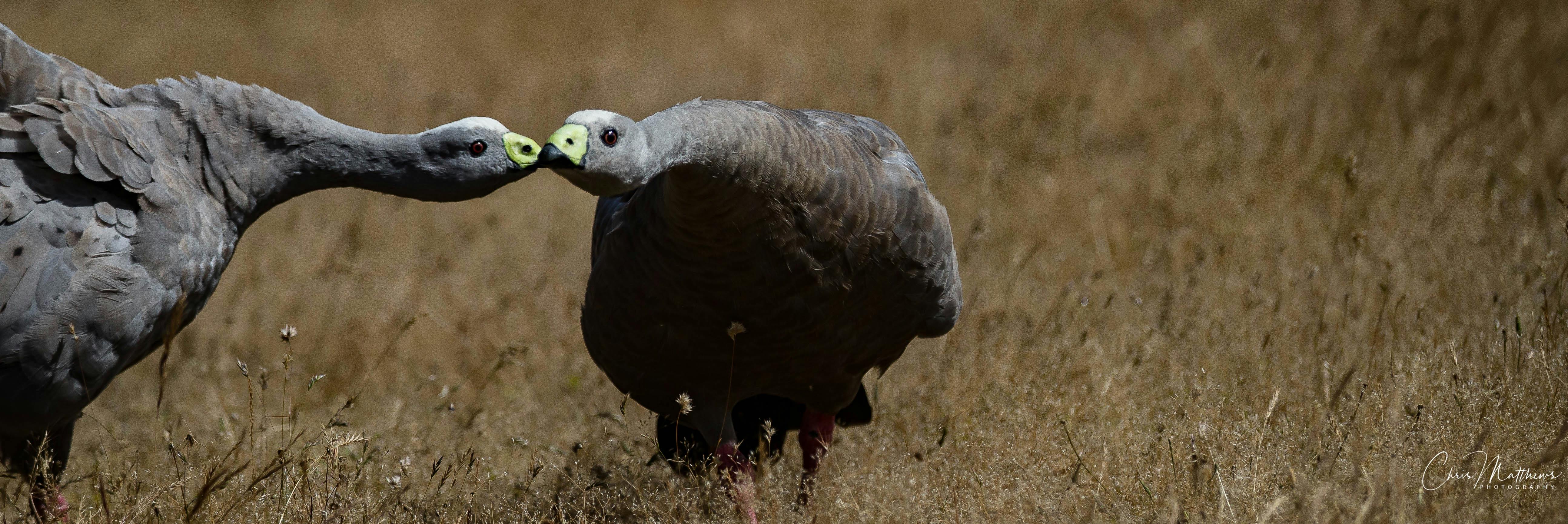 Capture birdlife in rejuvenation mode