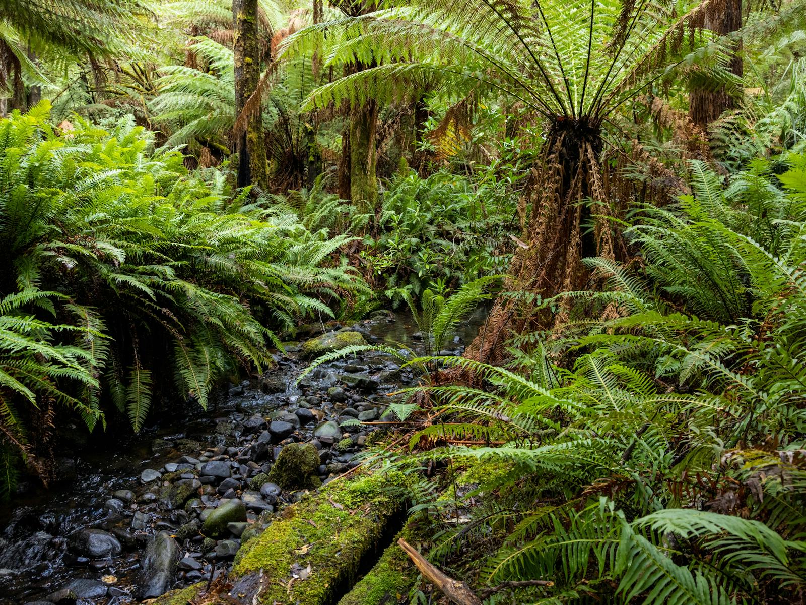 Beautiful Bruny Island Temperate Rainforest with Stream