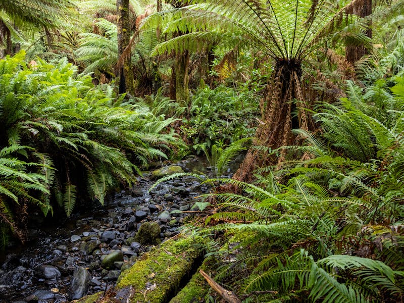 Beautiful Bruny Island Temperate Rainforest with Stream