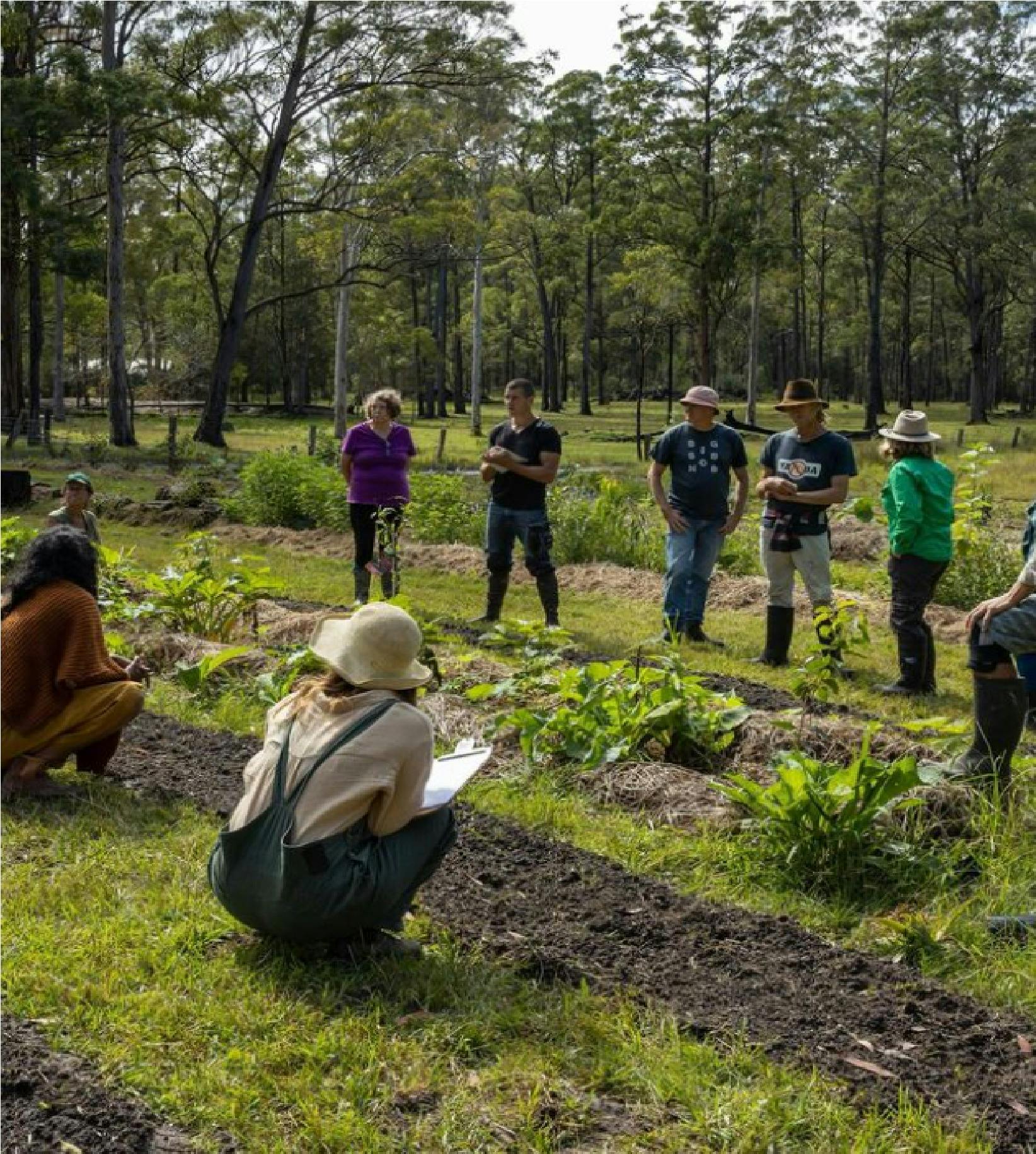 Syntropic Agroforestry with Syntropic Solutions