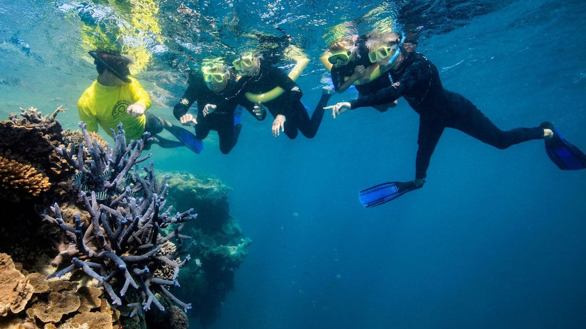 Snorkelling & Diving Whitsundays  - The Tour Specialists
