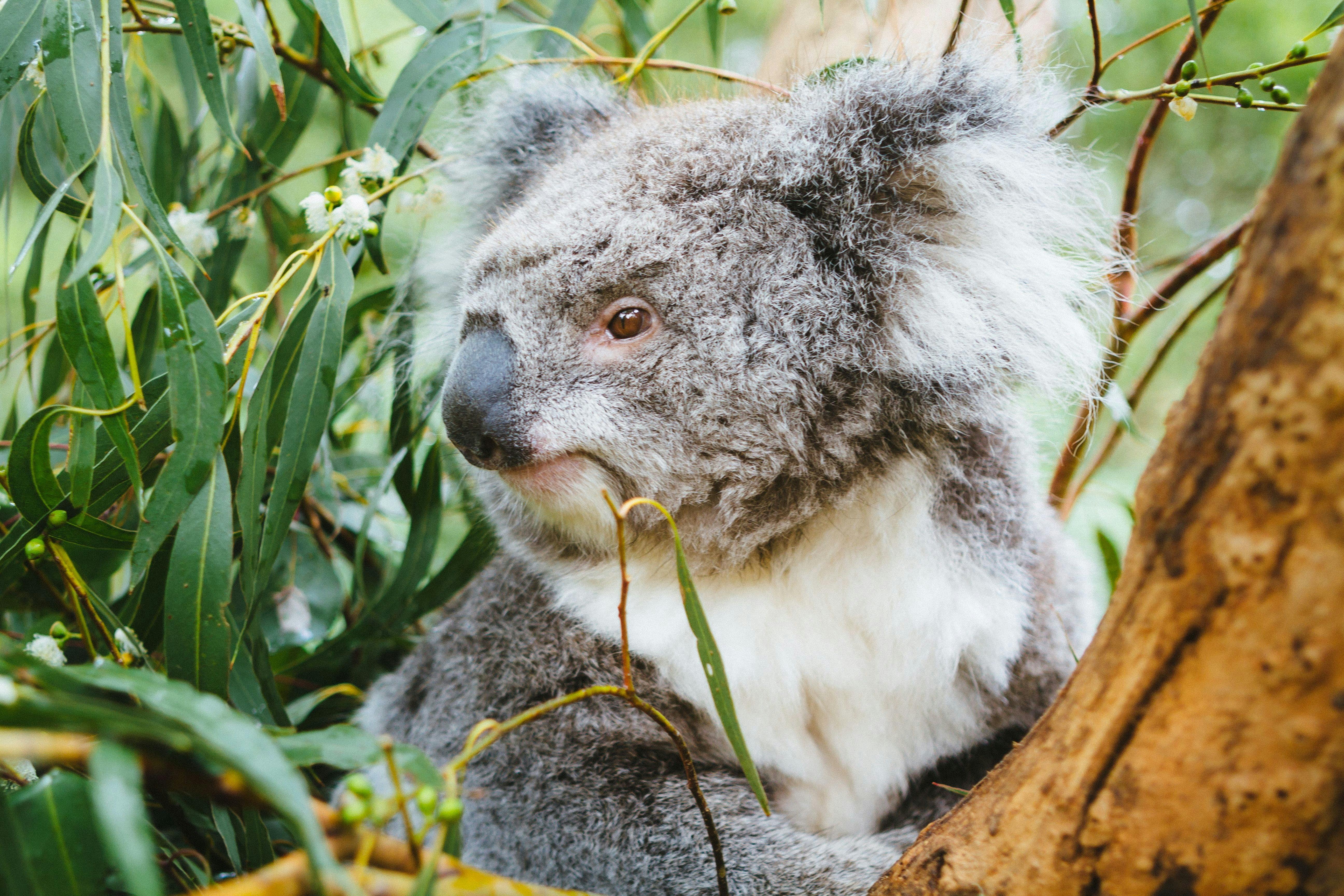 Koala Experience