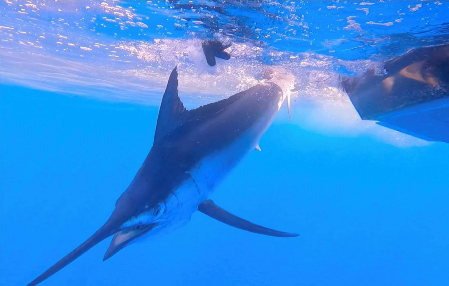 Underwater phot of Black Marlin being released
