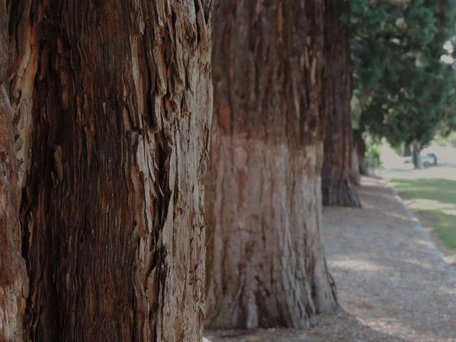 Dig into Beechworth - National Trusts' Australian Heritage Festival